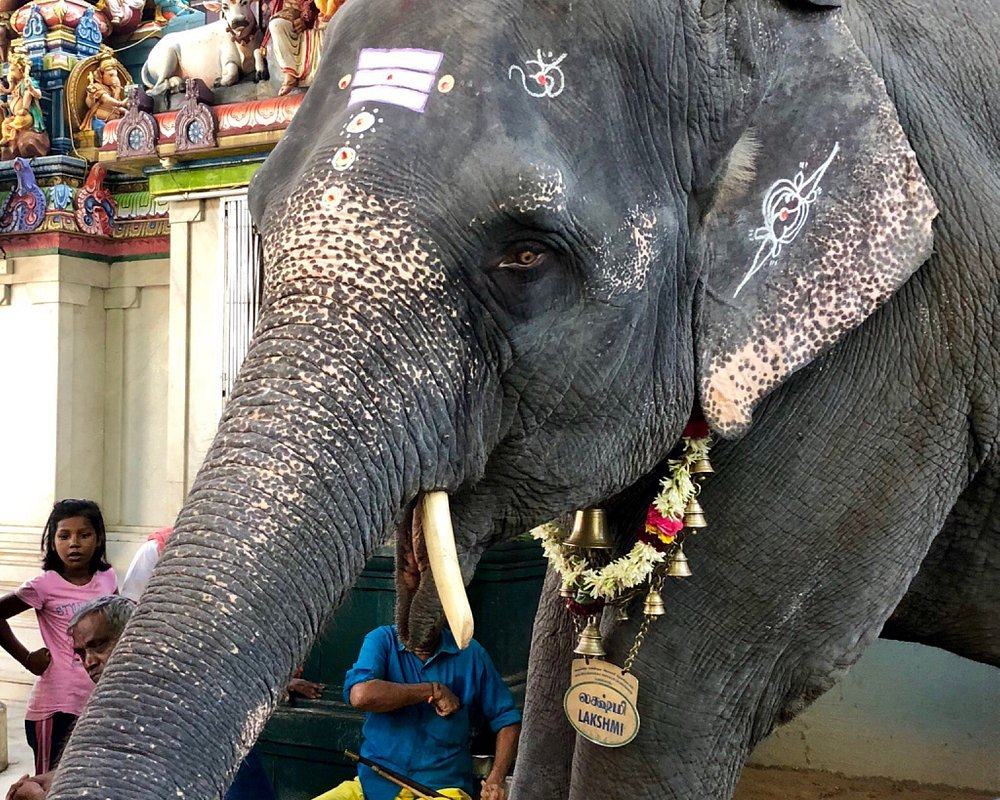 visit Arulmigu Manakula Vinayagar Temple