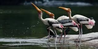Best Beyond Beaches Lies a Lake Sanctuary in Pondicherry