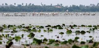 Best Time to Visit the Lake Sanctuary in Pondicherry for Wildlife Lovers