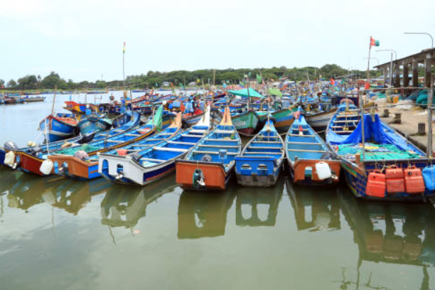   Mangrove boat rides