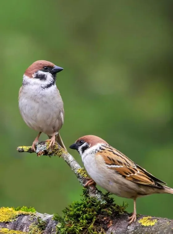 Birds Who Borrow Pondy images