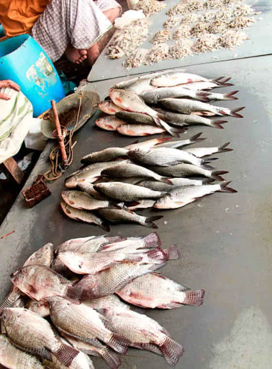 Grand Bazaar Fish Market in pondicherry