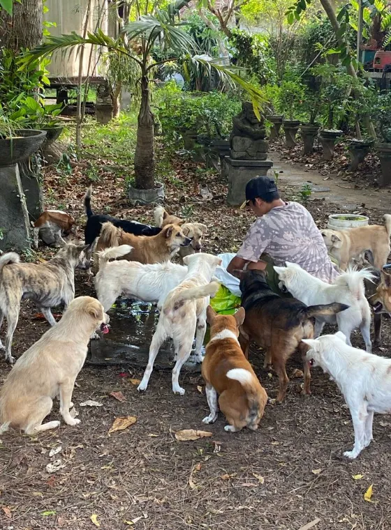 People for Animals (PFA) – The Heart of Pondy’s Rescue Efforts
