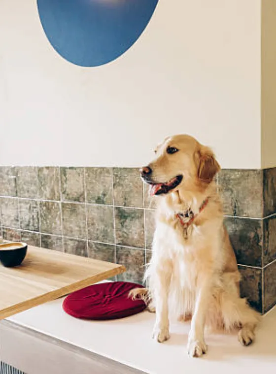 Pet-Friendly Cafés