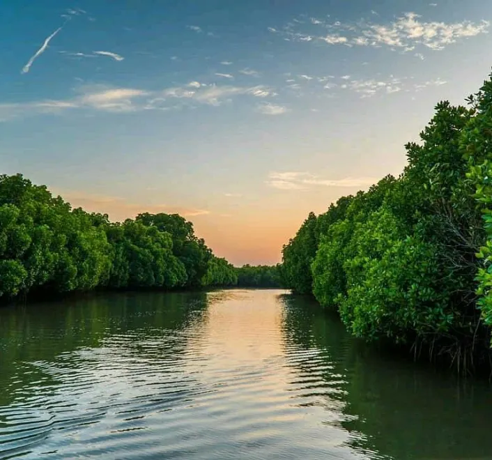 Pichavaram Mangrove