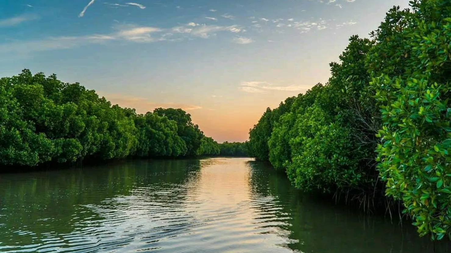 Pichavaram Mangrove