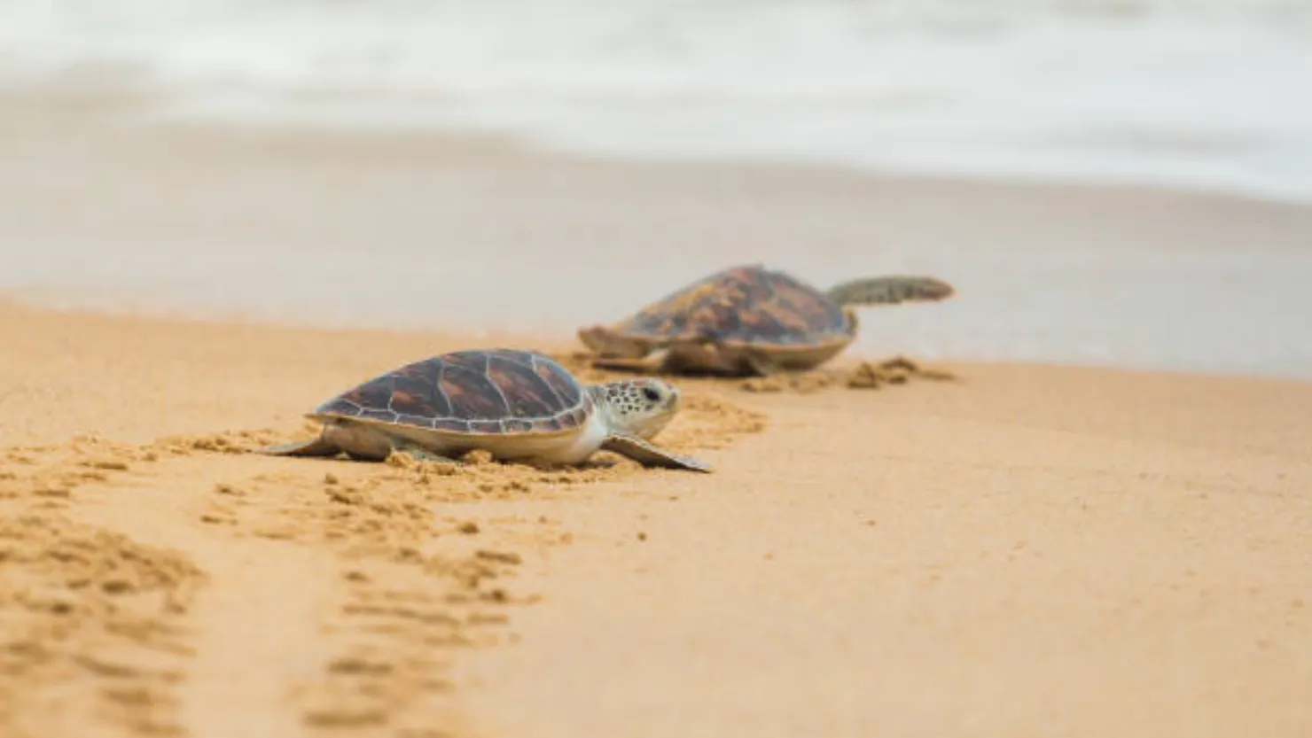 Pondy for Animal Lovers From Street Adoptions to Sea Turtles
