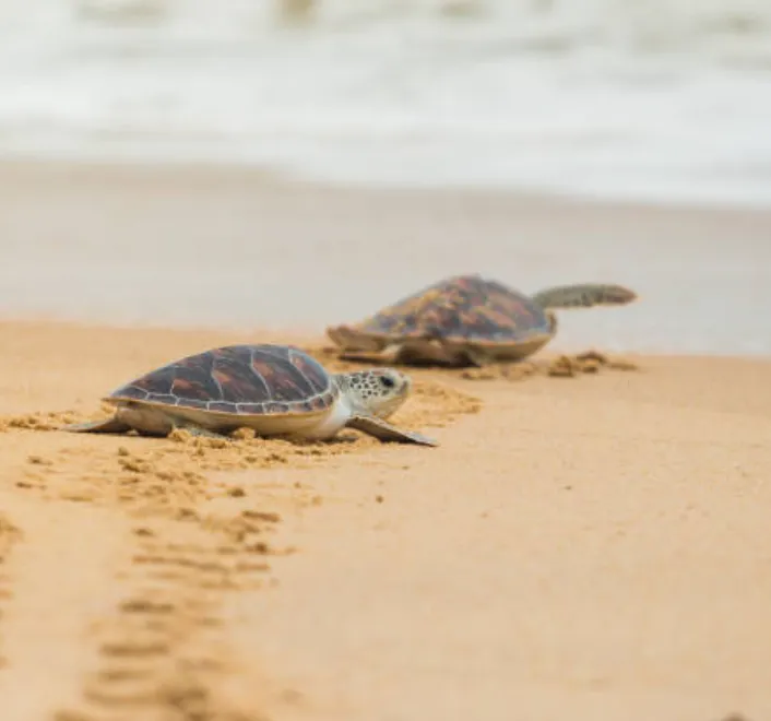 Pondy for Animal Lovers From Street Adoptions to Sea Turtles