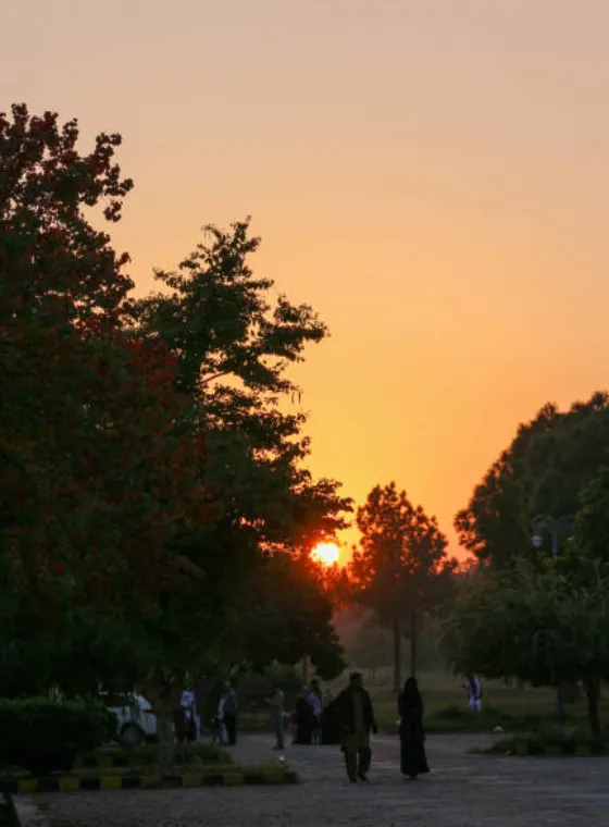 The Evening Walk Peace in Motion