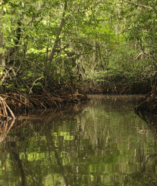 Pichavaram – Explore the Mangrove Forests