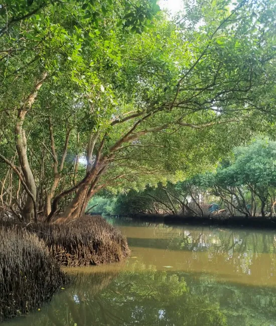 Pichavaram – A Journey Through Mangroves